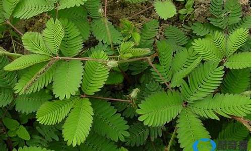 预报天气的十种植物_预报天气的十种植物二年级